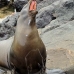 lion_sea_galapagos_san_v_0209_ecu2408.jpg